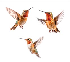 Set of three of the beautiful endangered rufous hummingbird