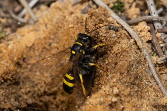 Fecal wasp with prey sitting on sandy soil right looking up
