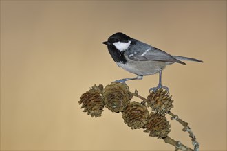 Coal tit