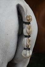 Horse tail tied together