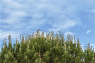 Photographic background of the top of a pine tree in blossom with blue cloudy sky in the background