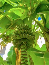 Banana Growing on a Banana Tree in Ticino