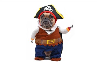 Funny French Bulldog dog dressed up with pirate Halloween fully body costume with hat and fake hook arm