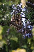 A male owl hides in a tree