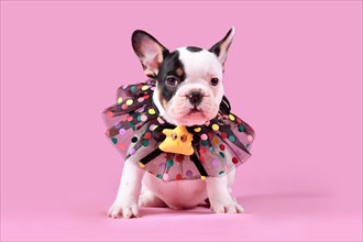 Tan pied French Bulldog dog puppy with lace collar sitting on pink background
