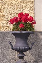 Red flowers in a flower pot