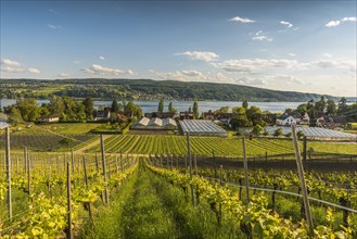 Vineyards and greenhouses on the island of Reichenau with a view of Lake Constance