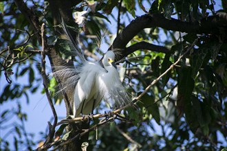 Great egret perches on a tree branch on the banks of the Brahmaputra River