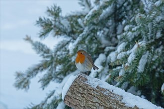 Robin sitting on tree trunk with snow left looking