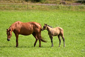 Broodmare and foal of the Western breed American Quarter Horse on pasture