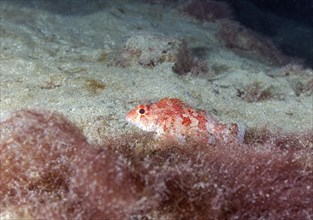 Madeira rockfish