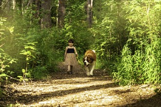Little girl walking in the woods with a saint bernard dog