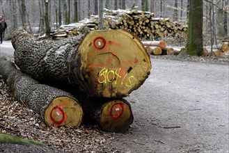 Stacked and marked timber