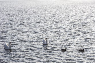 Swan family on the Moritzburg castle pond
