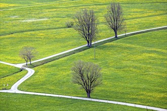 Paths traverse landscape with flowering dandelion meadow