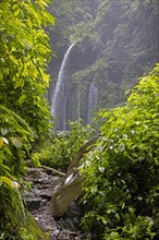 Air Terjun Tiu Kelep waterfall near Senaru in the tropical rainforest on the slopes of the Rinjani volcano
