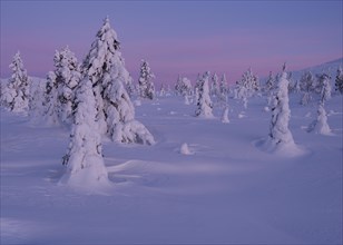 Dawn and snow-covered trees in Pallas Yllaestunturi National Park