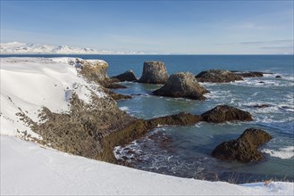 Basalt cliff in the snow in winter along the coast near Arnarstapi