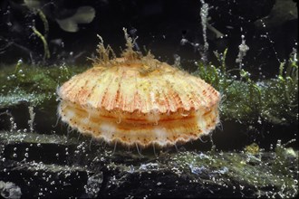 Rock Scallop Showing Eyes
