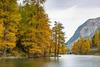 Yellow-coloured larches in autumn at Lake Palpuogna