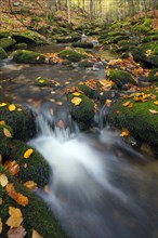 Stream Sagwasser in autumn woodland