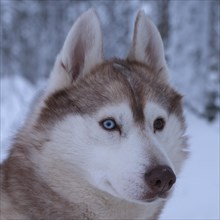 Husky with different eye colour