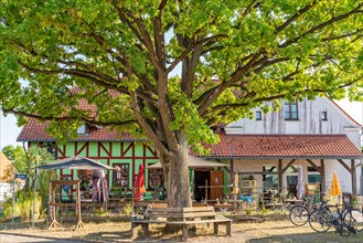 Linden tree in front of the country inn zum Gruenen Baum