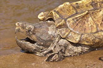 Alligator snapping turtle