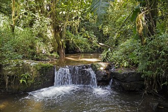 Brook with waterfall in tropical rainforest of the Ranomafana National Park