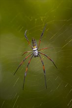 Madagascar silk spider