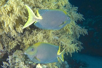 Pair of spotted rabbitfish
