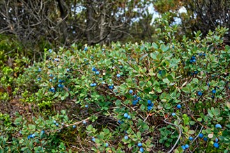 Vegetation of blueberry bushes with fruits