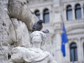 Dove on the head of a figure on the fountain in Piazza dell'Unita d'Italia