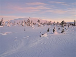 Morning atmosphere in wintry Pallas-Yllaestunturi National Park