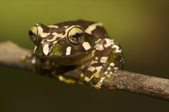 Juvenile Madagascar frog