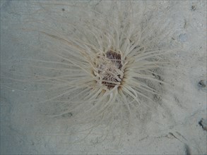Tube-dwelling anemone