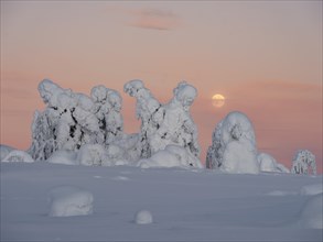 Full moon with day-night boundary and snow-covered trees over Pyhae-Luosto National Park