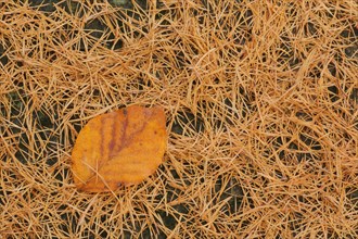 Leaf of copper beech with larch needles in autumn