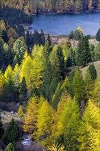 Yellow-coloured larches in autumn at Lake Palpuogna