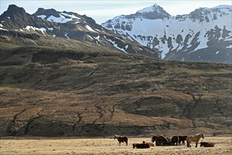 Icelandic horses in a pasture on the Snaefellsnes peninsula