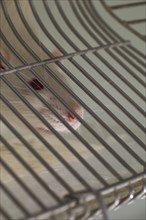 White lab rat inside cage