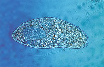 Paramecium at 250x