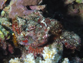 Well camouflaged scorpion fish
