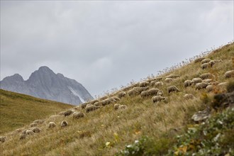 Sheep on the Col du Galibier