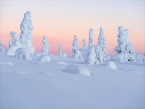 Dawn and snow-covered trees in Pyhae-Luosto National Park