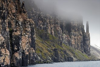 Seabird breeding colony in basalt cliff Alkefjellet
