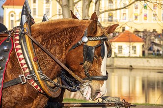 Two harnessed horses in front of Moritzburg Castle near Dresden