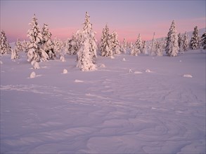 Morning atmosphere in wintry Pallas-Yllaestunturi National Park