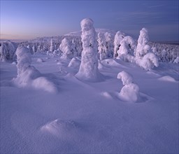 Dusk and snow-covered trees in Pyhae-Luosto National Park