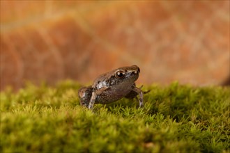 Dwarf Madagascar English frog